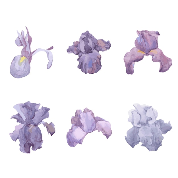 Iris flower illustration