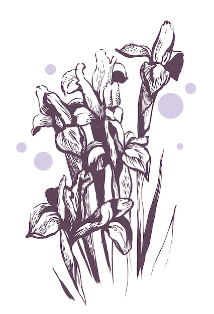 Iris flowers. Hand-drawn illustration