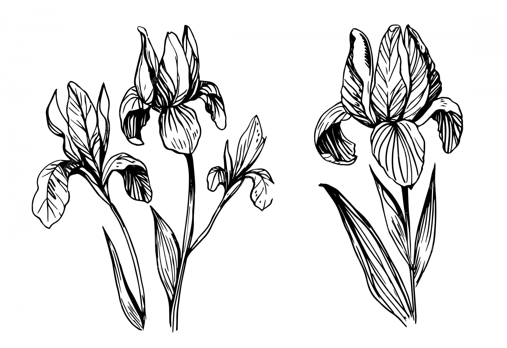 Premium Vector | Iris flowers sketch