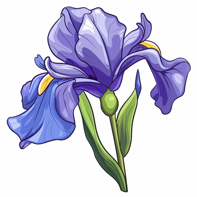 Vector iris flowers