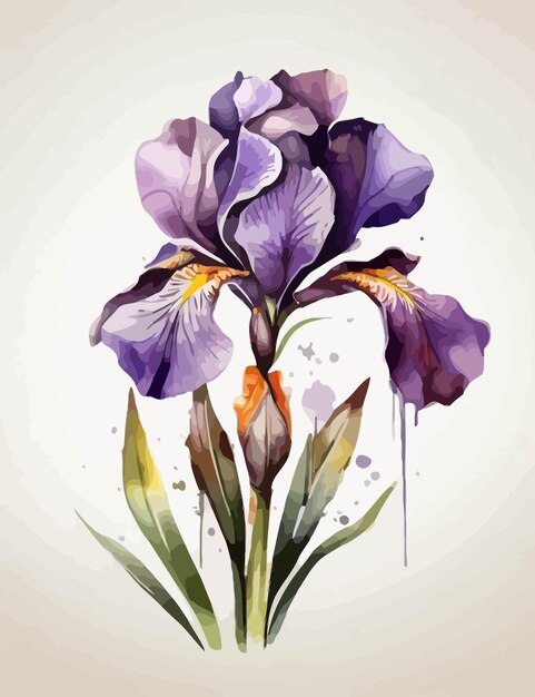 Vector iris illustration