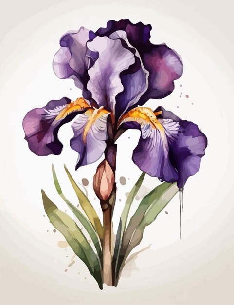 iris illustration