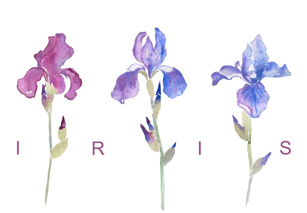 Iris, purple irises, watercolor flowers, floral illustration