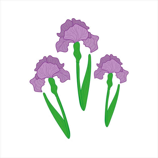 Iris purple