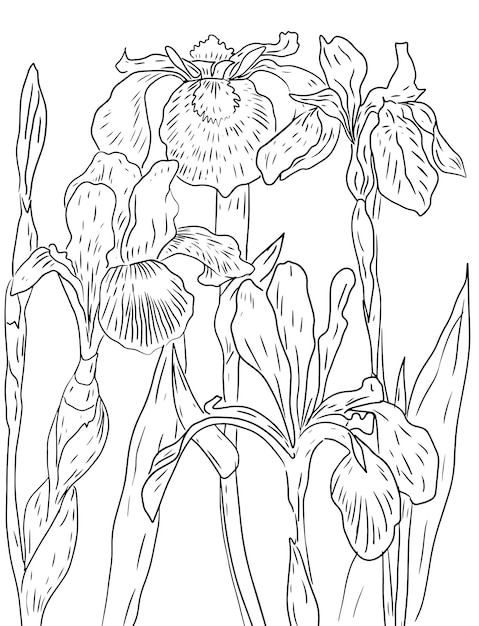 Vector irises flowers graphics hand drawn separately on a white background coloring book for children