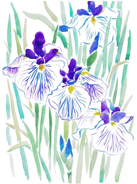 Irises, purple iris, floral illustration, flower background , watercolor illustration , bloom