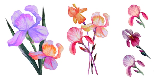 Irises set of blooming flowers watercolor illustration