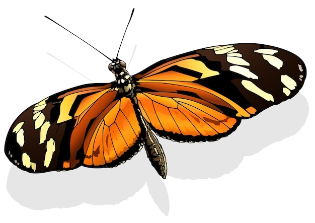 Ismenius 호랑이 나비 Heliconius ismenius