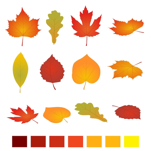 Изолированные осенние листья. плоская векторная иллюстрация. изолированные на белом фоне. простой мультяшный плоский стиль, векторная иллюстрация.