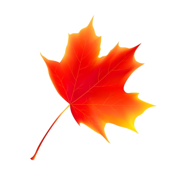 Isolated autumn leaves. maple leaf.