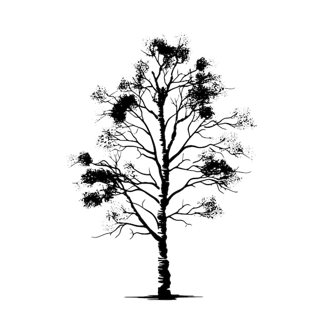 Isolated Birch Tree Silhouette for Design Use