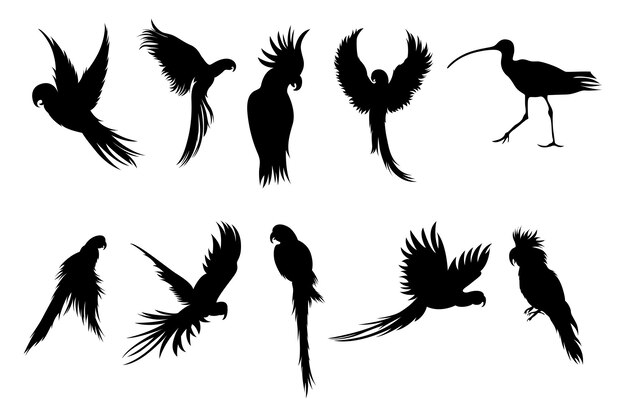 isolated bird silhouettes in a vector collection graphic resources