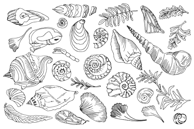 Conchiglie e piante di contorno di linea nera isolate set di conchiglia oceanica disegnata a mano o capesante mollusco conchiglia fossile animale subacqueo marino tema marino nautico e acquario illustrazione vettoriale