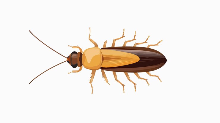 Vector isolated cockroach icon on white background vector illustration