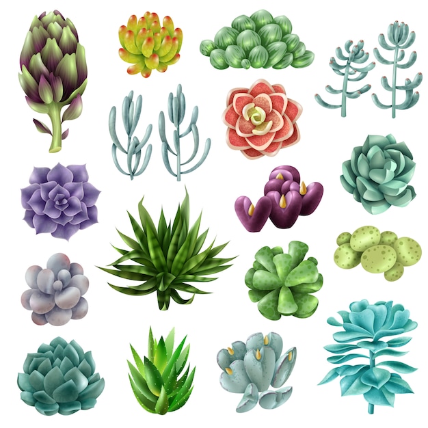 Vector isolated colored succulents