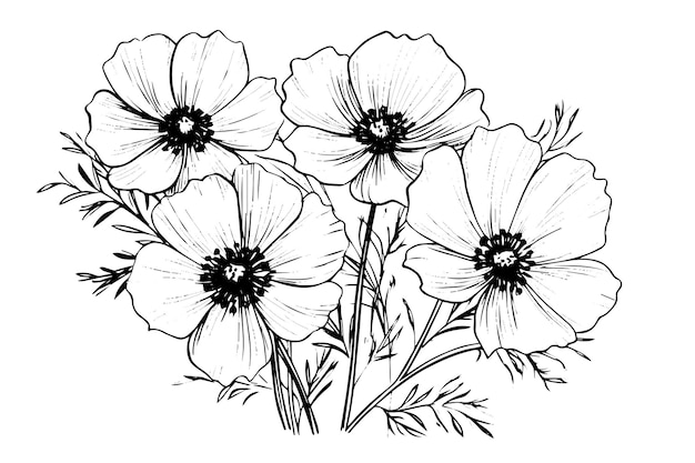 Isolated cosmea vector illustration element Black and white engraving style ink art