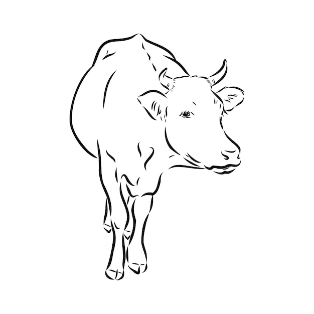 Isolated cow eating grass on a white background black and white sketch line silhouette