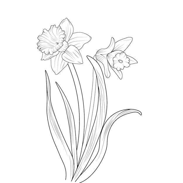 Vector isolated daffodil flower coloring book illustration blossom narcissus branch leaf botanic collection