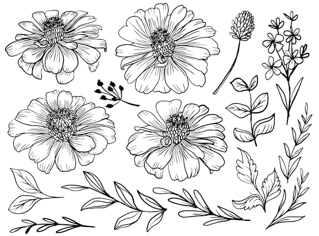 Isolated daisy flower line art with leaves element