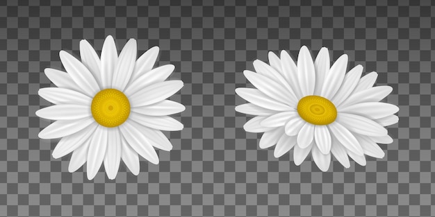 Isolated daisy flower