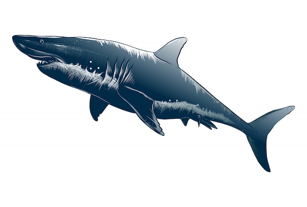 Vector isolated drawing of shark in blue color.