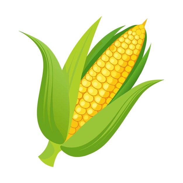 Vector isolated fresh corn vector illustration