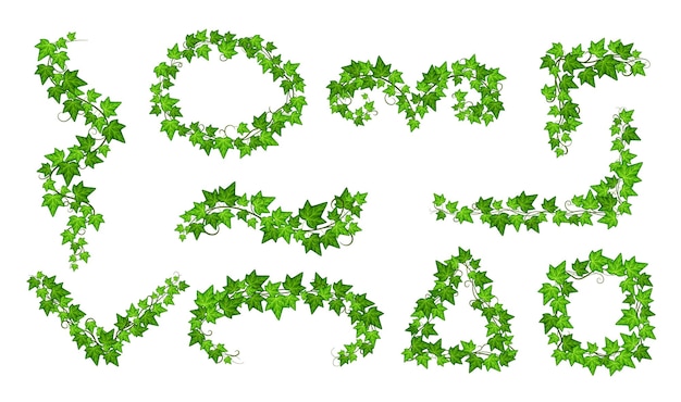 벡터 고립 된 녹색 담쟁이 벽 덩굴 식물 나뭇잎 정원 자연 장식 꽃 프레임 코너 장식 카드 및 초대장 정확한 벡터 세트와 덩굴 식물