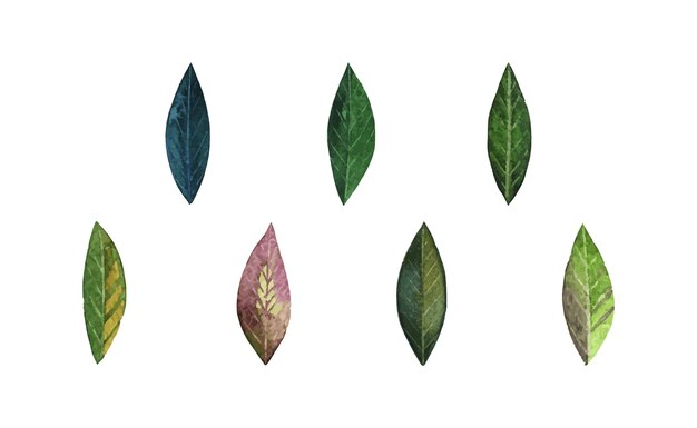 Vector isolated green leaves in vector format