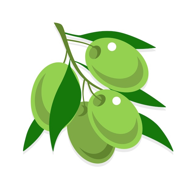 Isolated green olive branch Mediterranean fresh food Flat style vector illustration