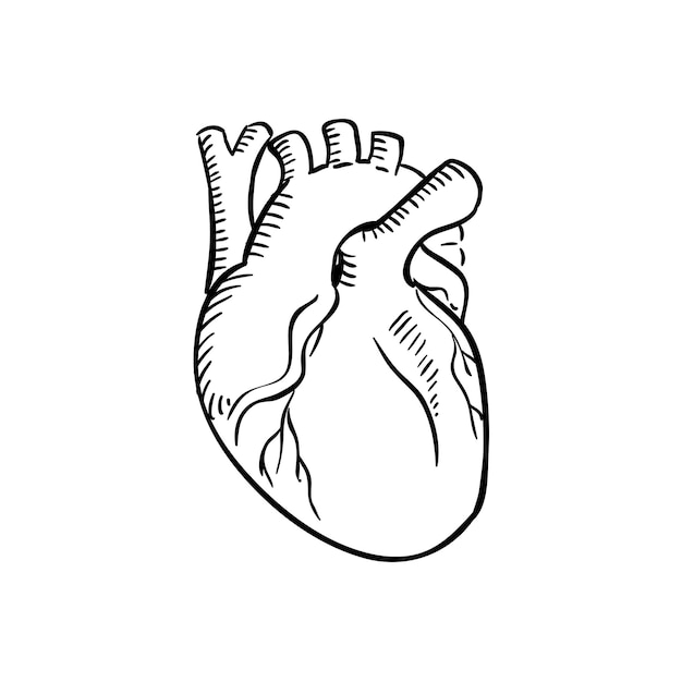 Vector isolated human heart outline sketch