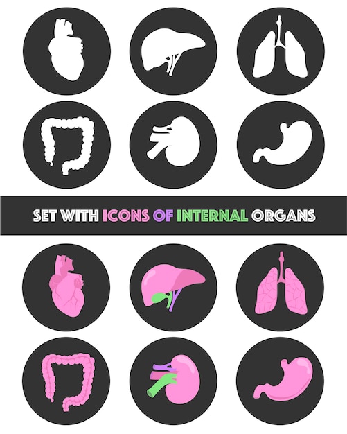 Isolated Icons with internal organs Lungs heart liver stomach guts kidney Web social media