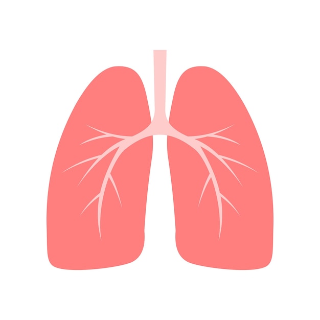 Vector isolated illustration of human lungs on a white background