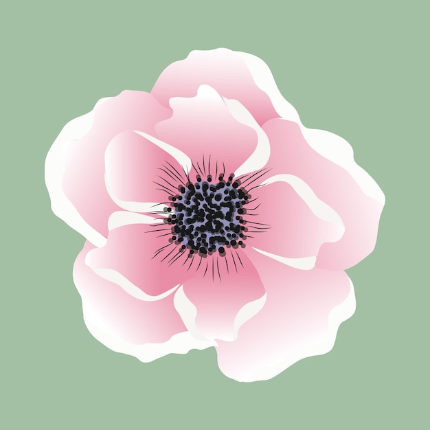 isolated illustration of pink anemone flower