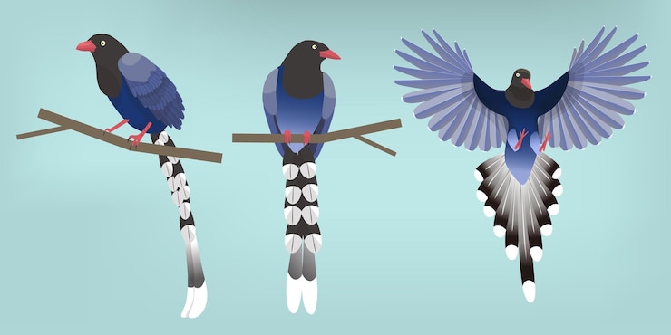 Vector isolated illustrations of urocissa caerulea endemic species of taiwan