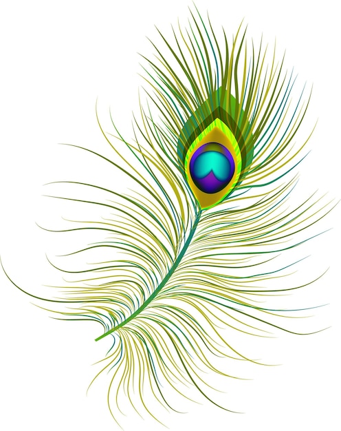 Un'immagine isolata di una singola piuma di pavone un concetto che può essere utilizzato per loghi e icone