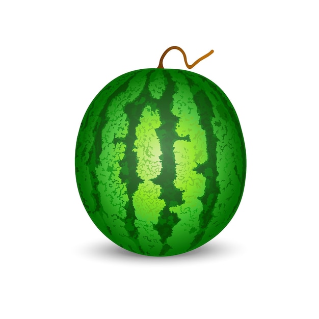 Vector isolated image of a watermelon on a white background vector illustration