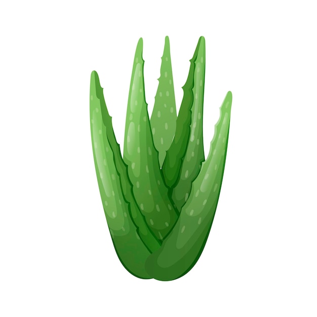 Isolated leaves of an aloe vera plant on a white background