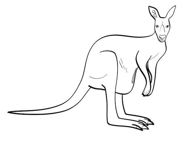 Isolated object coloring black lines white background An animal is a canada a kangaroo female Vector