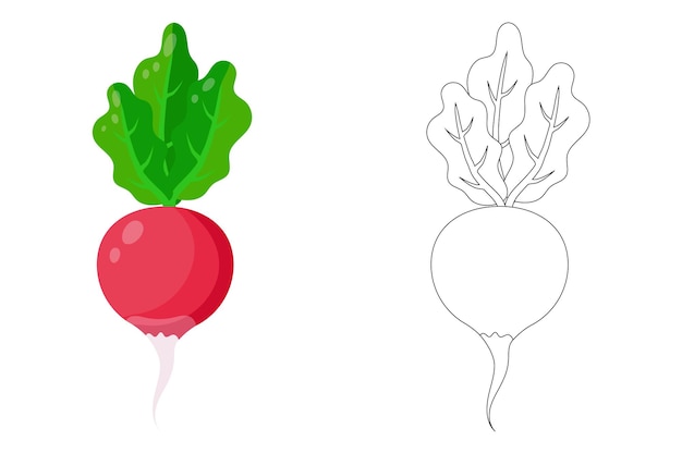 Isolated radish icon on a white backgroundillustration of radishesContour and color illustration Set