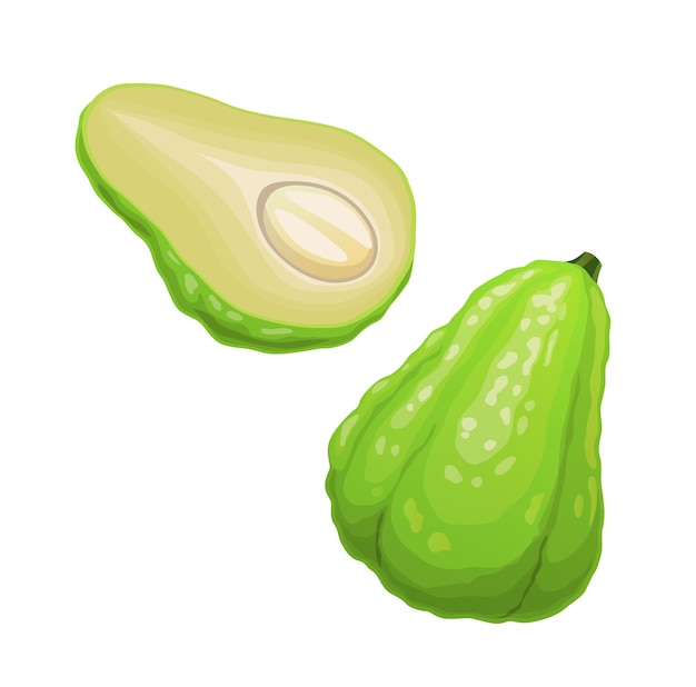 고립 된 원시 chayote 또는 sayote 벡터 과일 식물