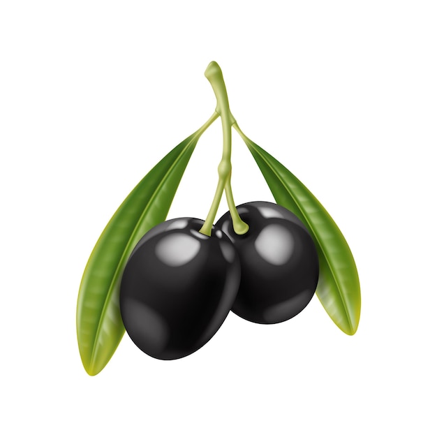 Vector isolated realistic black olives branch with leaves