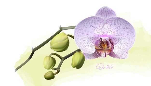 Vector isolated realistic vector orchid