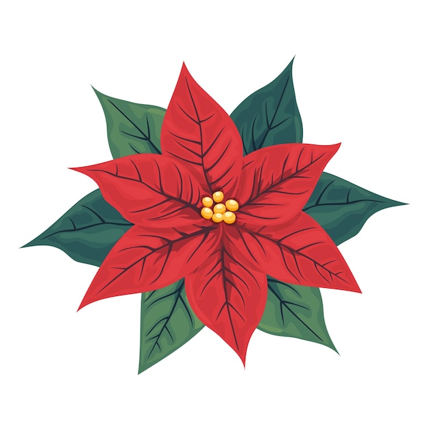 Vector isolated red poinsettia flower a popular plant for christmas or new year