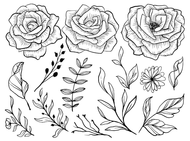 Vector isolated rose flower line art with leaves element