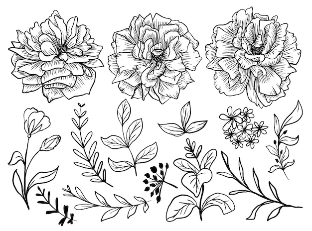 Isolated Rose Flower Line Art with Leaves Element