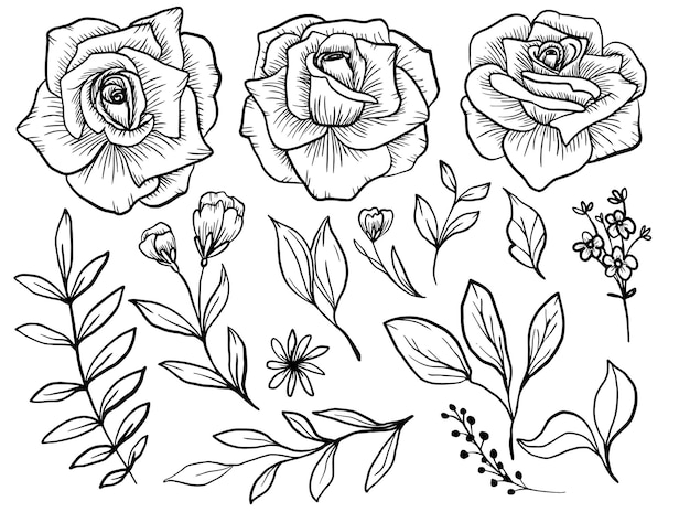 Isolated rose flower line art with wild garden leaves