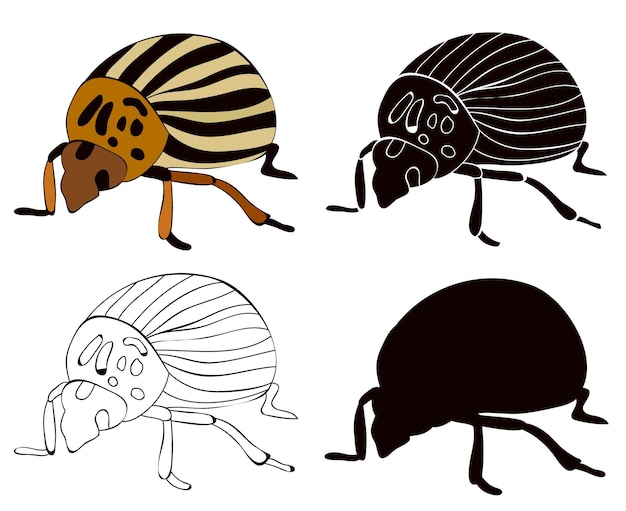 Isolated set of beetle