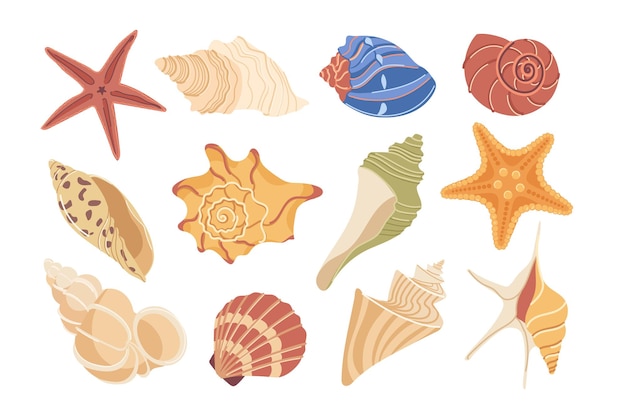 isolated set of colorful conch and seashells different form shape beautiful underwater sea star
