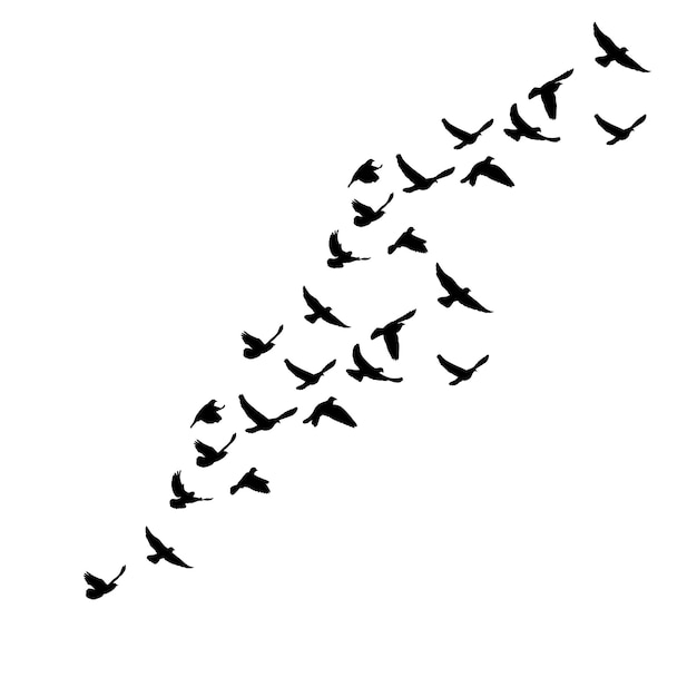 Isolated silhouette of flying birds