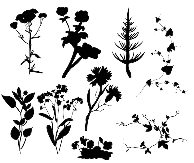 isolated silhouette of a plant on a white background